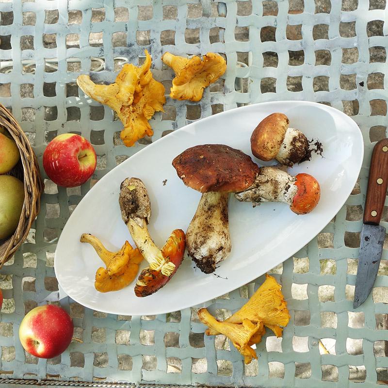 cueillette de champignons dans un plat long en porcelaine - tsé tsé